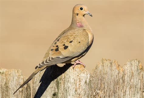 Texas Get Longest Dove Season In 80 Years Sporting Classics Daily