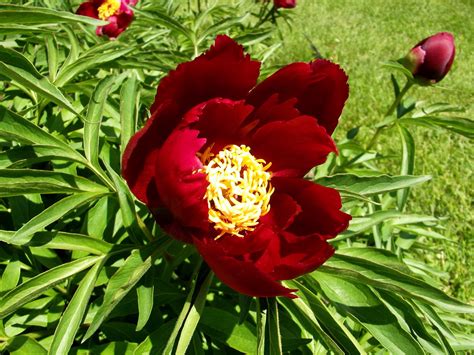 Paeonia Early Scout Paeoniaceae Twacar Flickr