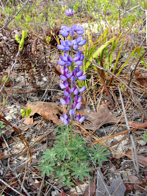 onward, westward: Pea family (family Fabaceae)