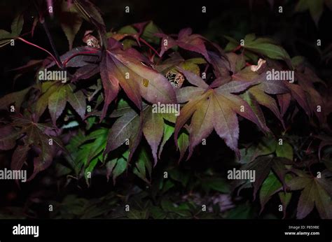 multiple leaf  res stock photography  images alamy