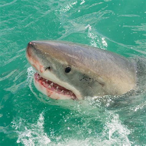 Sperm Whale Vs Great White Shark