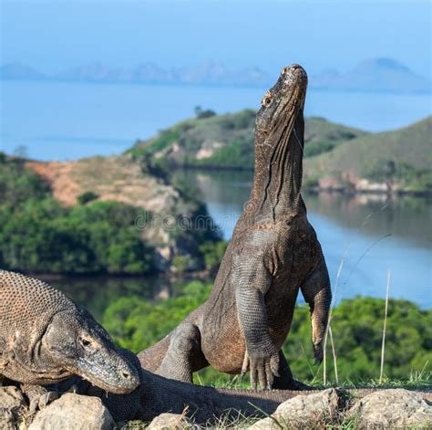 The Komodo Dragon Stands On Its Hind Legs Scientific Name Varanus