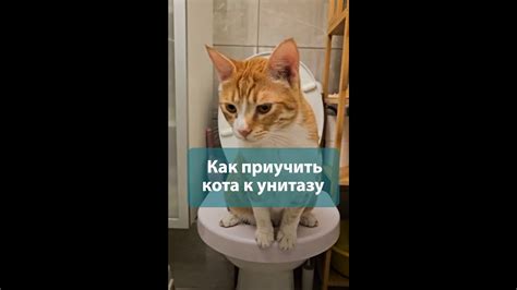Как приучить кота к унитазу 🚽🐈 - этап 1 - YouTube