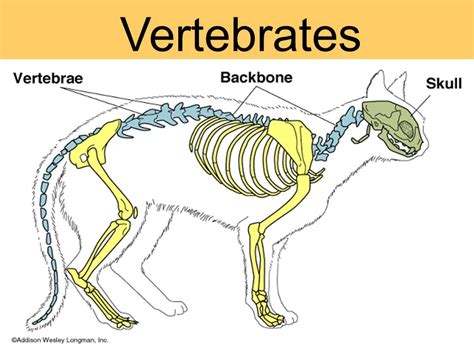 My Newsroom Biology Evolution Of Vertebrates