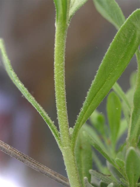 Lavandula angustifolia (English lavender): Go Botany