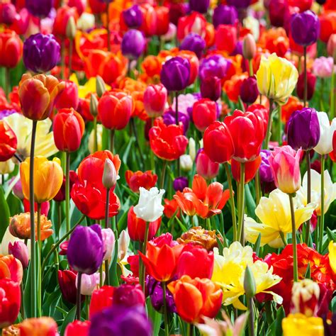 Tulip Rainbow Mix 25 Easy To Grow Bulbs