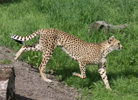 Female Cheetah Chester Zoo Female Cheetah Chester Zoo Flickr