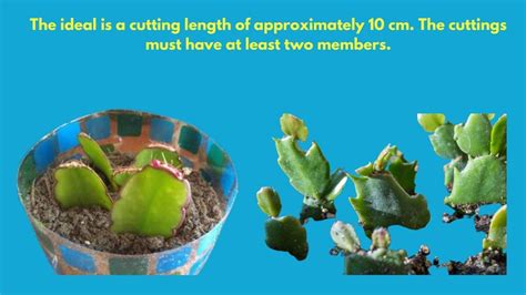 How To Prune An Easter Cactus A To Z Guide My Cactus Garden