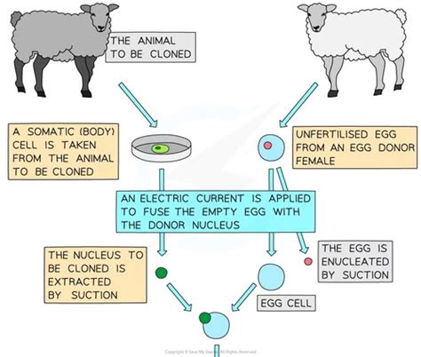 5 D Cloning Flashcards Quizlet