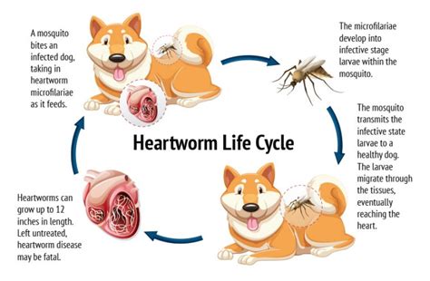 Facts About Heartworms Lifeline Animal Project Blog