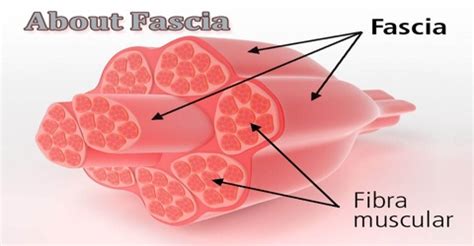 About Fascia - Assignment Point