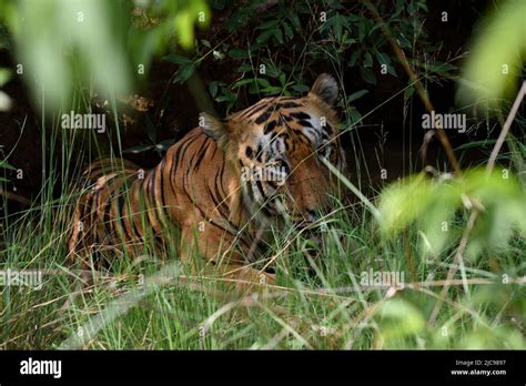 Tigre De Bengala Cachorros Tadoba Fotografías E Imágenes De Alta