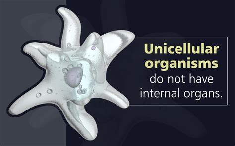 Multicellular Vs Unicellular Organisms Organs Reading Biology