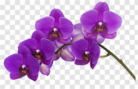 Orchids Color Flower Phalaenopsis Violacea Purple Transparent PNG