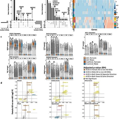 Sex Stratified Cell Type Specific Differential Gene Expression Download Scientific Diagram