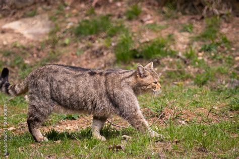 Wildcat Stock Photo | Adobe Stock