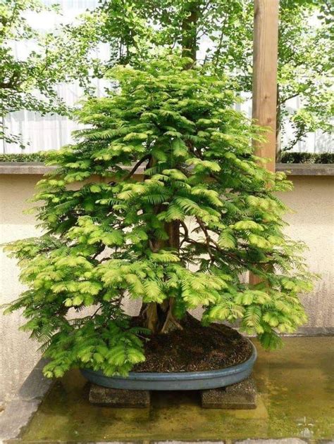 Pin By Oz Urban Gardening On Bonsai Bonsai Tree Japanese Bonsai Tree