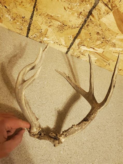 Nontypical Whitetail Deer Antler Rack Etsy