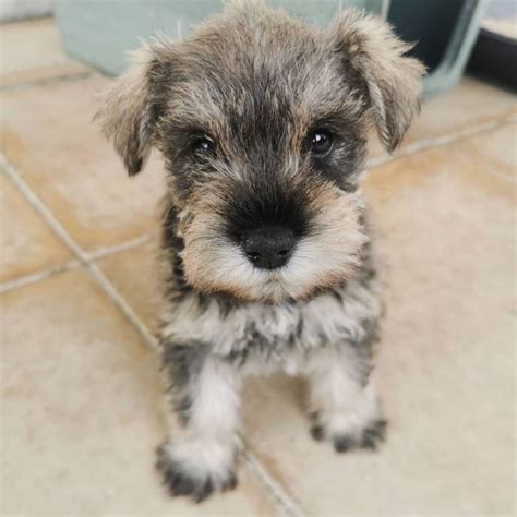 Miniature Schnauzer Puppies For Saleteacup Schnauzer For Sale