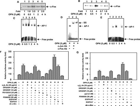 Osteopontin Induces AP 1 Mediated Secretion Of Urokinase Type