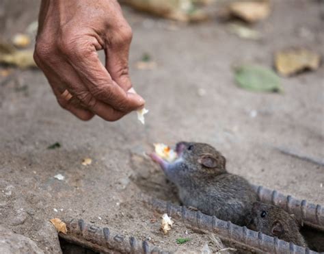 Galerie Foto Un B Rbat Hr Ne Te Zilnic Obolanii Din Ora Ul S U Iar