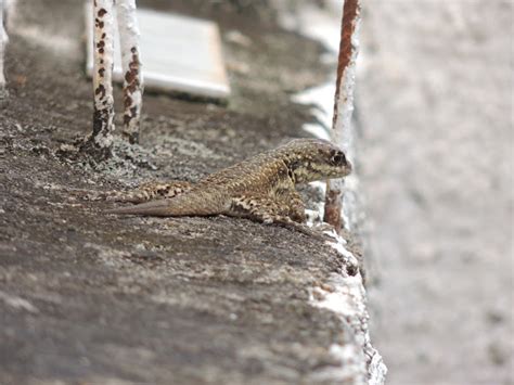 Eastern Collared Spiny Lizard Project Noah