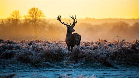 25 Deer in the Winter Forest Wallpapers - Wallpaperboat