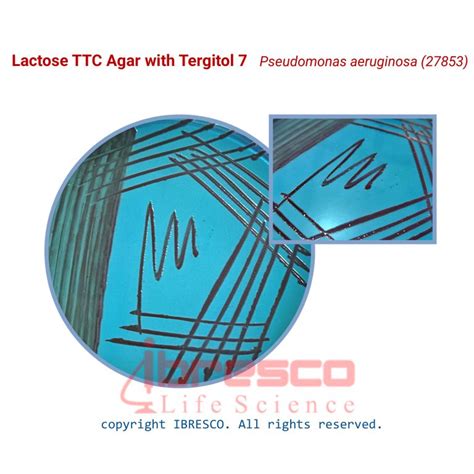 Lactose Ttc Agar With Tergitol Ibresco