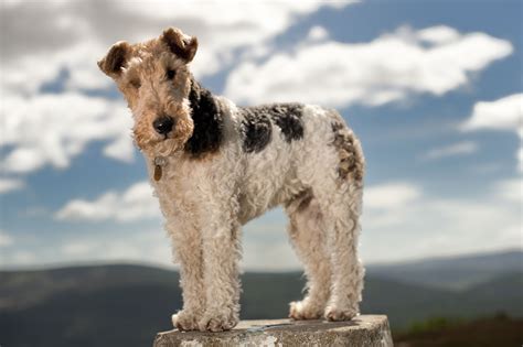 Wire Haired Terrier Breeds