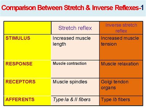 Stretch Reflex Golgi Tendon Reflex By Dr Salah