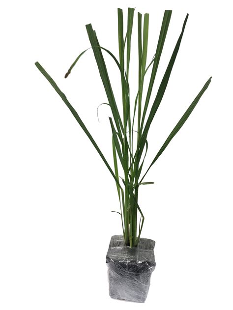 Buy Lemongrass In 4 Inch Size Non GMO Also Known As Fever Grass