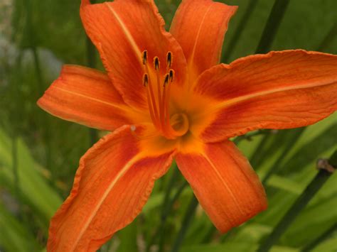 My very own Day Lilies | Jane's take on the world through photography