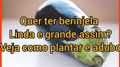 Como Plantar Berinjela O Adubo Certo YouTube