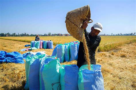 Rice Harvest Season Reveals Hopes, Suffering of Egyptian Farmers