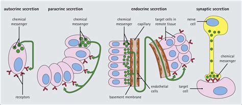 Endocrine System Basicmedical Key