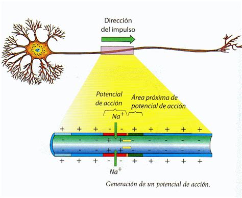 El Cerebro Humano Impulso Nervioso