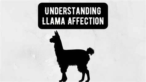 The Llama Reproductive Cycle Llama Web