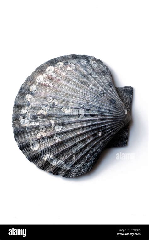 One Single Scallop Shell Seashell White Background Cutout Detail