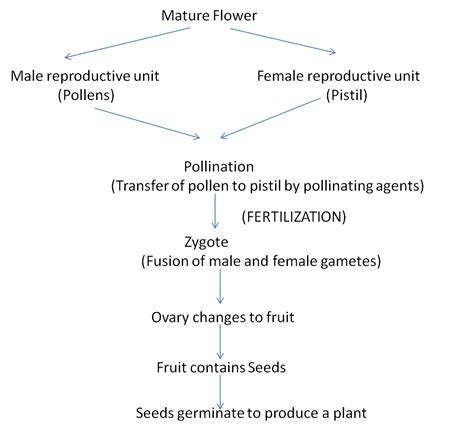 Flowchart Showing The Events From Flowers To Fruits And Seeds Science