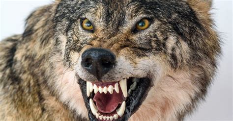 What Is The Bite Force Of A Wolf? - A-Z Animals