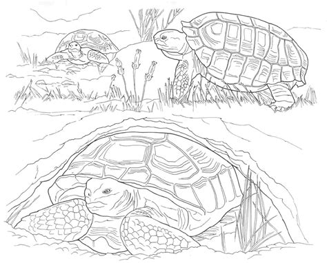 Printable Coloring Pages Of Desert Animals Coloring Page Coloring Home