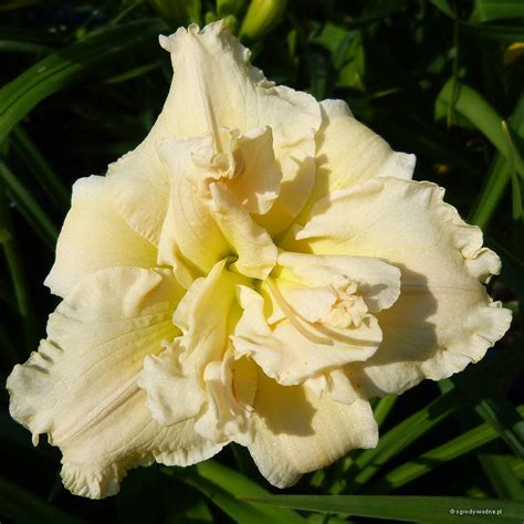 Hemerocallis Ikebana Star Liliowiec Sadzawka Pl