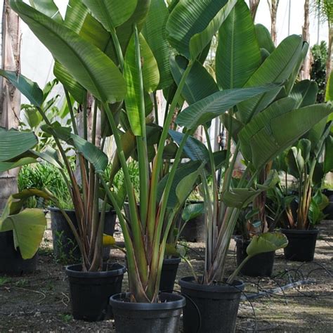 Strelitzia Augusta Viveros Iris En Elche Alicante