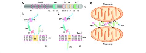 Structure Of Mfn A The Functional Domains Of Mitofusin The