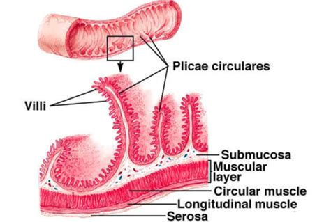 Physiological Aspects Of Digestion Flashcards Quizlet