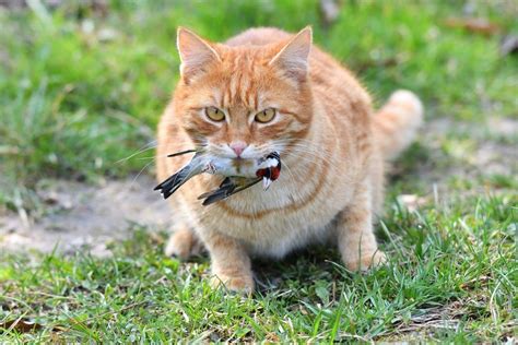 Pourquoi votre chat amène t il toujours des lézards des oiseaux ou d