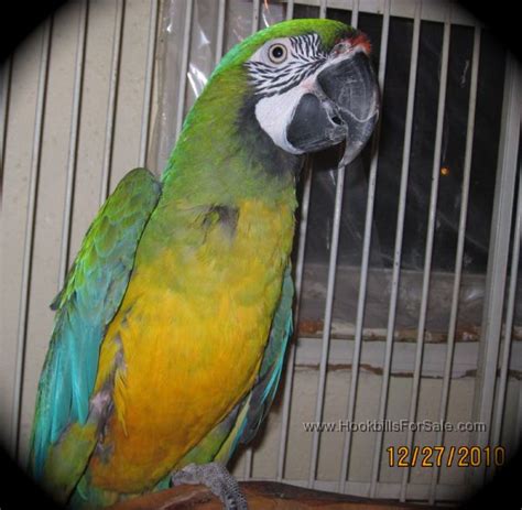 Miligold Macaw 6500 For Sale