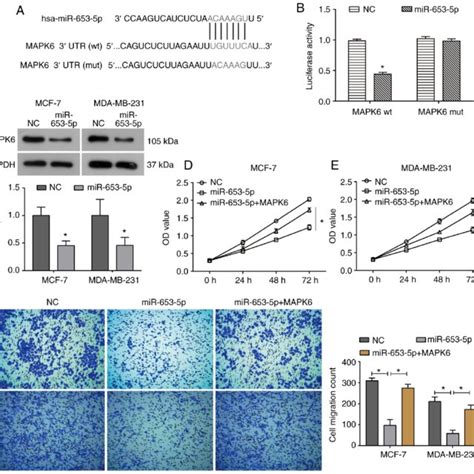 Mir P Suppresses Cell Migration Invasion And Emt In Breast Cancer