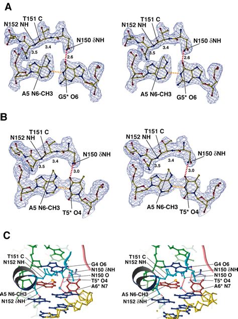 The Seqa Dna Interactions A Stereo View Of The 2 Fo Fc