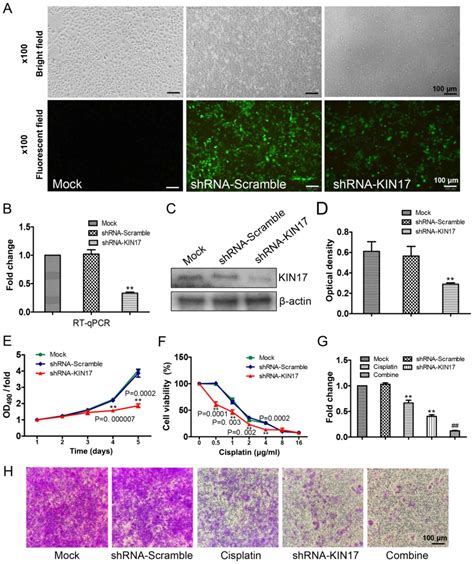 Analysis Of The Association Between Kin17 Expression And The Clinical